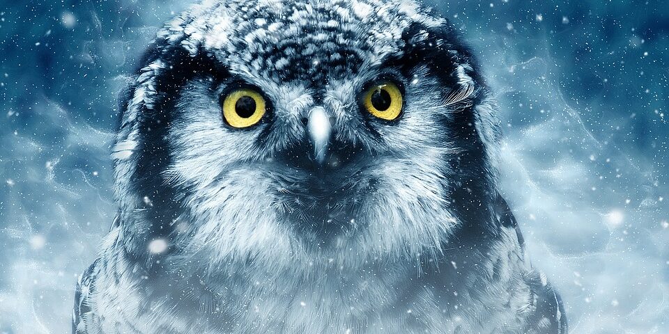 bird-3732867_960_720.jpg Art